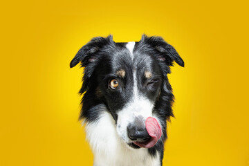 Naklejka na ściany i meble Hungry border collie dog linking it nose with tongue and eating. Isolated on yellow colored background