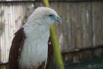 sea eagle