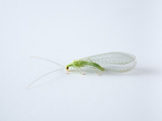 Green Lacewings on a white background. Family Chrysopidae  