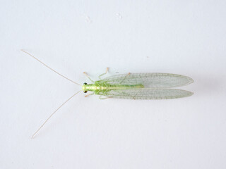 Green Lacewings on a white background. Family Chrysopidae  