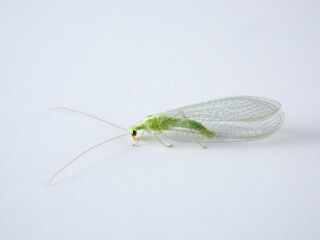Green Lacewings on a white background. Family Chrysopidae  