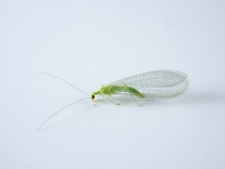 Green Lacewings on a white background. Family Chrysopidae  