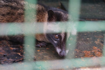 luwak weasel in the cage