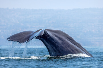 sperm whale's tail  - obrazy, fototapety, plakaty