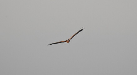 błotniak stawowy © Krzysztof