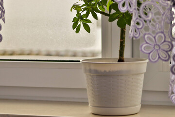 flower in pot on windowsill..