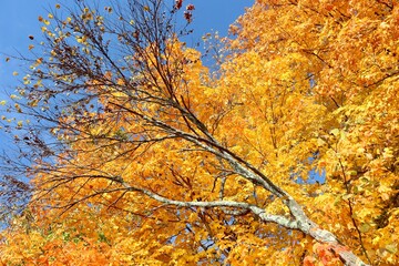 A view underneath the colorful autumn tree.