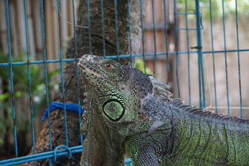 green iguanas