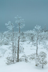 Obraz na płótnie Canvas Winter landscape in the morning.