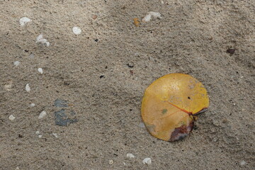 bali in the seaside view