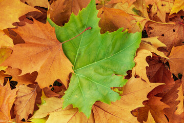 autumn colorful leaves in the garden - obrazy, fototapety, plakaty