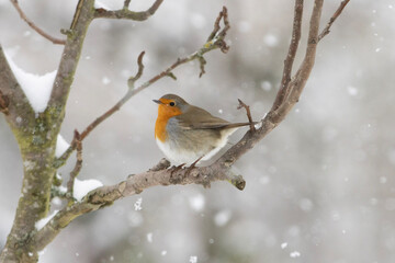 Rotkehlchen im Schneegestöber