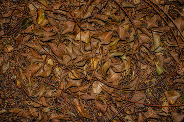 dry leaves on the ground
