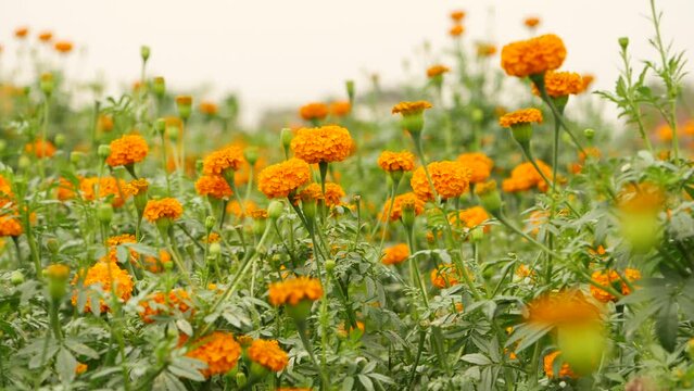 Full HD  blowing marigold flower  garden