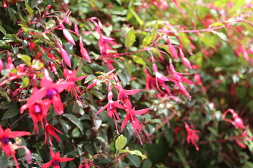 Fuchsia regiablooming in summer