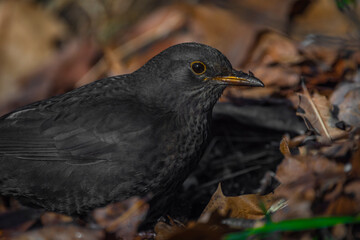Blackbird with dry autumn leats in winter cold sunny day