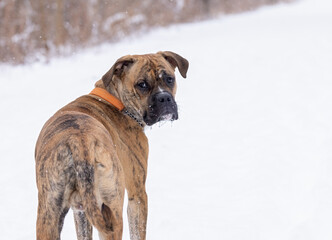 A brown brindle boxer bulldog  stops and turns around to look.  The boxer mastiff dog has short hair, Photo taken in a winter snow fall. The active pet is running off leash in and out of the drifts. 