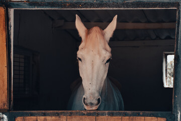 close-up portrait of a white horse standing at the horse farm looking out the window