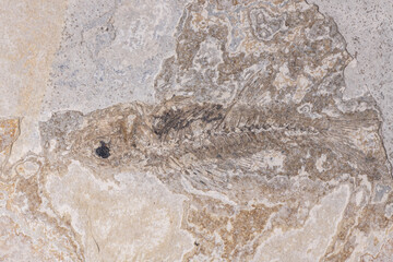 Naklejka premium Fossilized fish in stone