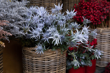 Full bucket of fresh cut Eryngium amethystinum or amethyst eryngo or amethyst sea holly herb at the greek flower shop in December.