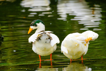white duck in the water