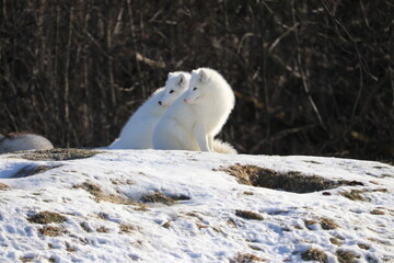 Twinning arctic foxes - Canada