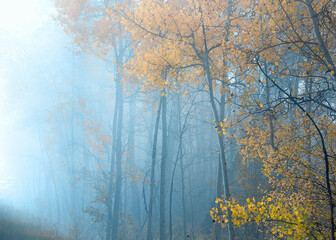 Fototapeta na wymiar Trees in fog on winter day. Holiday landscape scene. Winter holiday greeting card art.