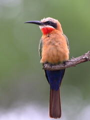 White-fronted Bee-eater