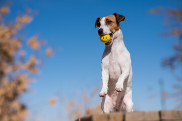 Dog Jack Russell Terrier holding a yellow ball in his mouth with a face on a background of blue sky. 