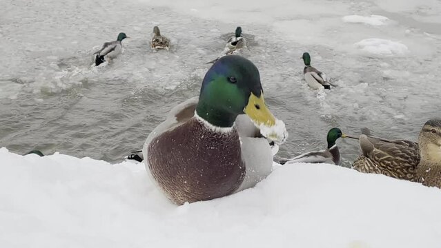 A duck sits on the snow with its beak in the snow and looks for food in the snow on the embankment after a snowfall in the winter in the city