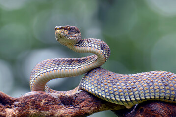 Obraz premium Mangrove Pit-viper in defense position
