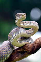 Mangrove Pit-viper in defense position