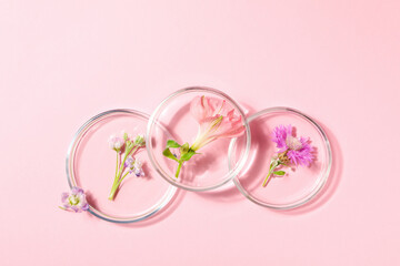 Concept of biology research with flowers, top view