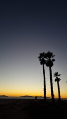 palm silhouette at sunset