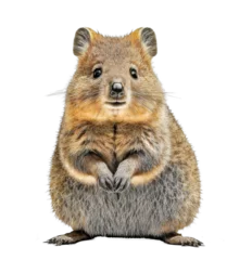 Poster Cute tiny adorable quokka animal on a transparant background © Alan