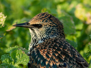 young magpie