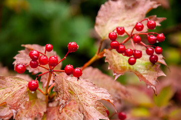 Viburnum branches with red berries and raindrops on the background of leaves in autumn.
