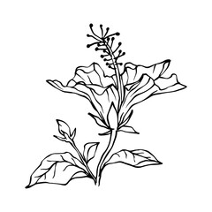Collection of linear sketches of hibiscus buds and flowers. Vector graphics.	