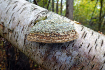 Zunderschwamm (Fomes fomentarius) auf einer Birke
