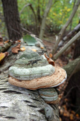 Zunderschwamm (Fomes fomentarius) auf einer Birke