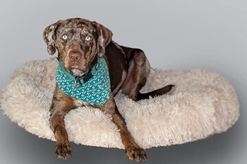 Catahoula Leopard Dog