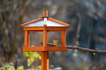 A greenfinch in an aviary