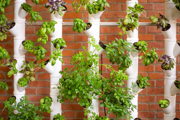 Fototapeta na wymiar Vertical hydroponic system with aromatic herbs, basil, prezemulus. Organic vegetable garden in plastic tubes Smart garden with modern hydroponic systems for healthy and quality agriculture.