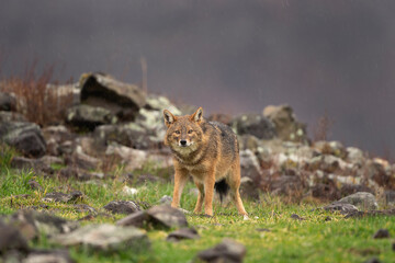 Golden jackal searching for food in the Rhodope mountains. Jackal moving in the Bulgaria mountains. Carnivore during winter. European nature.  Canine predator on the rock. 