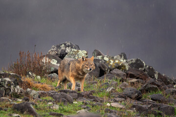 Naklejka na ściany i meble Golden jackal searching for food in the Rhodope mountains. Jackal moving in the Bulgaria mountains. Carnivore during winter. European nature. Canine predator on the rock. 