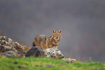Golden jackal searching for food in the Rhodope mountains. Jackal moving in the Bulgaria mountains. Carnivore during winter. European nature.  Canine predator on the rock. 