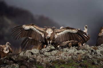 Griffon vultures in the Rhodope mountains. Vultures are sitting on the peak of mountains in Bulgaria. Carnivore during winter. European nature. 