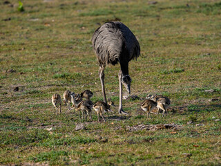 Greater Rhea with chicks foraging in savannah of Pantanal, Brazil