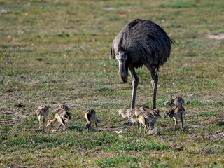 Greater Rhea with chicks foraging in savannah of Pantanal, Brazil