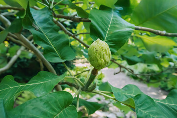 Magnolia macrophylla plant fruit in jungle forest. Popular tree in USA Florida